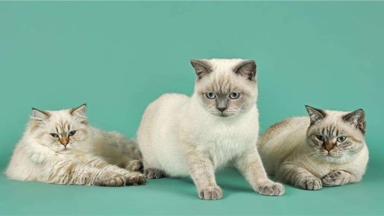 怎样给长毛猫咪洗澡能把毛洗柔顺,猫咪掉毛最好的方法