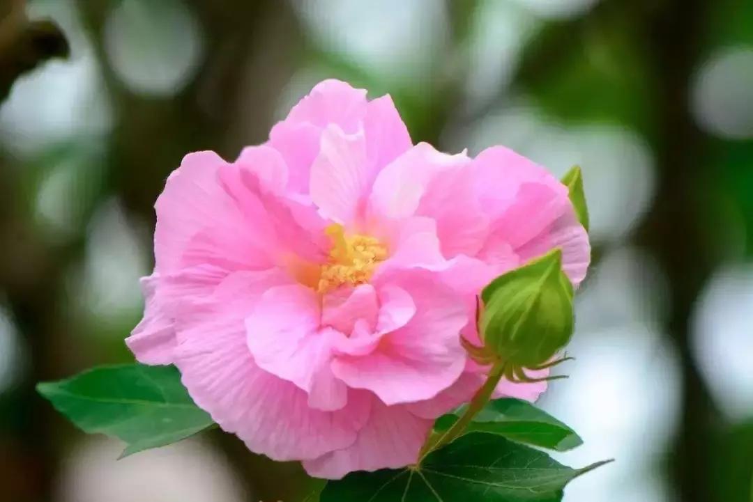 中草药各种花科普,花类的中草药有哪些