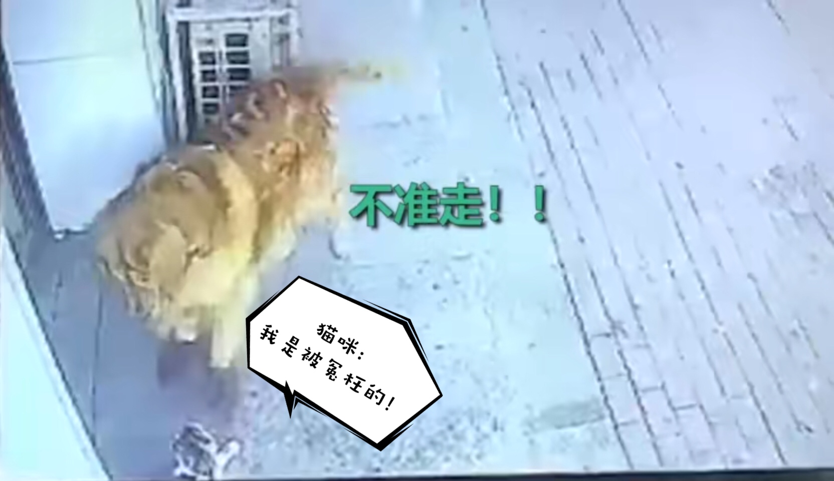 猫咪高空坠落砸到人,猫咪高空坠落主人要负责吗