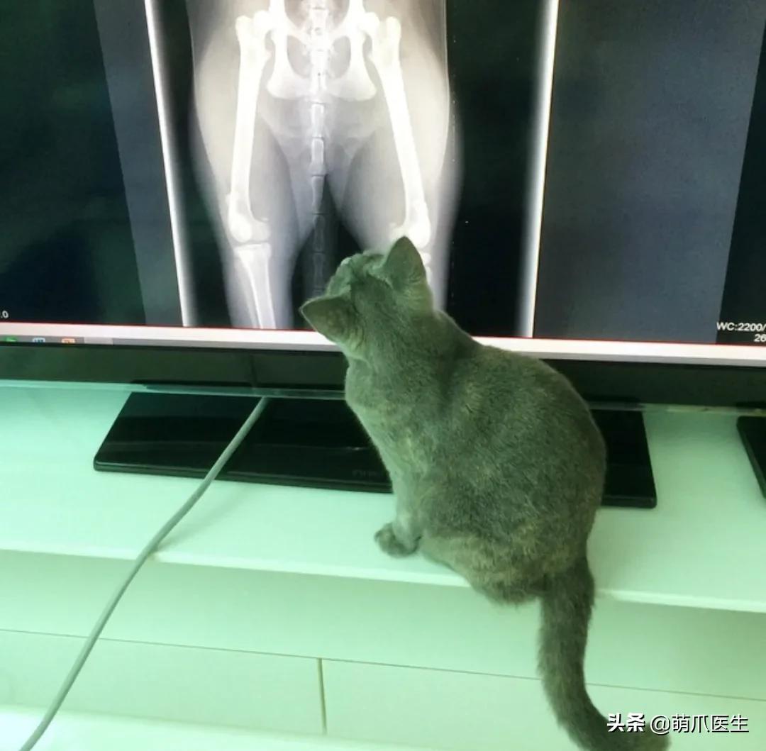 x光猫爪辟谣,猫爪x光是真的吗