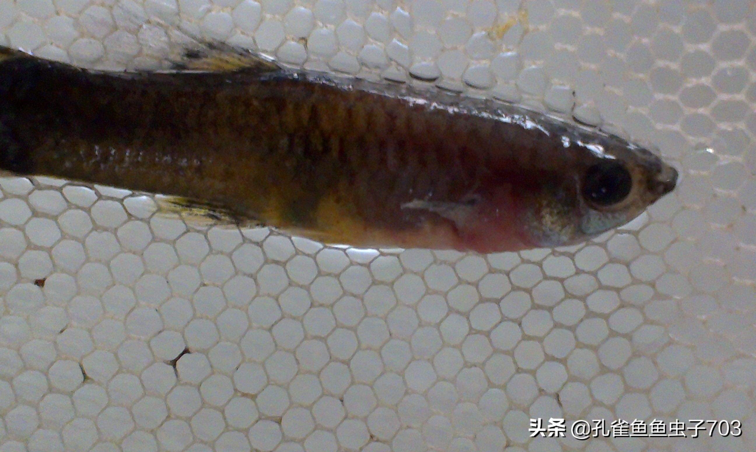 孔雀鱼冬季如何换水,冬季孔雀鱼几天喂一次