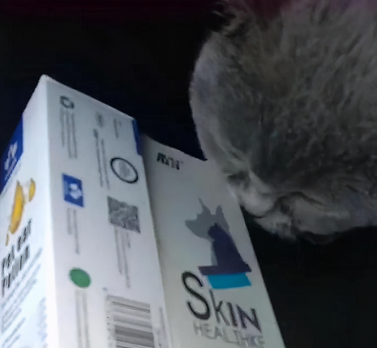 捡到一只被遗弃的小奶猫要怎么养,捡到一只蓝猫需要注意什么