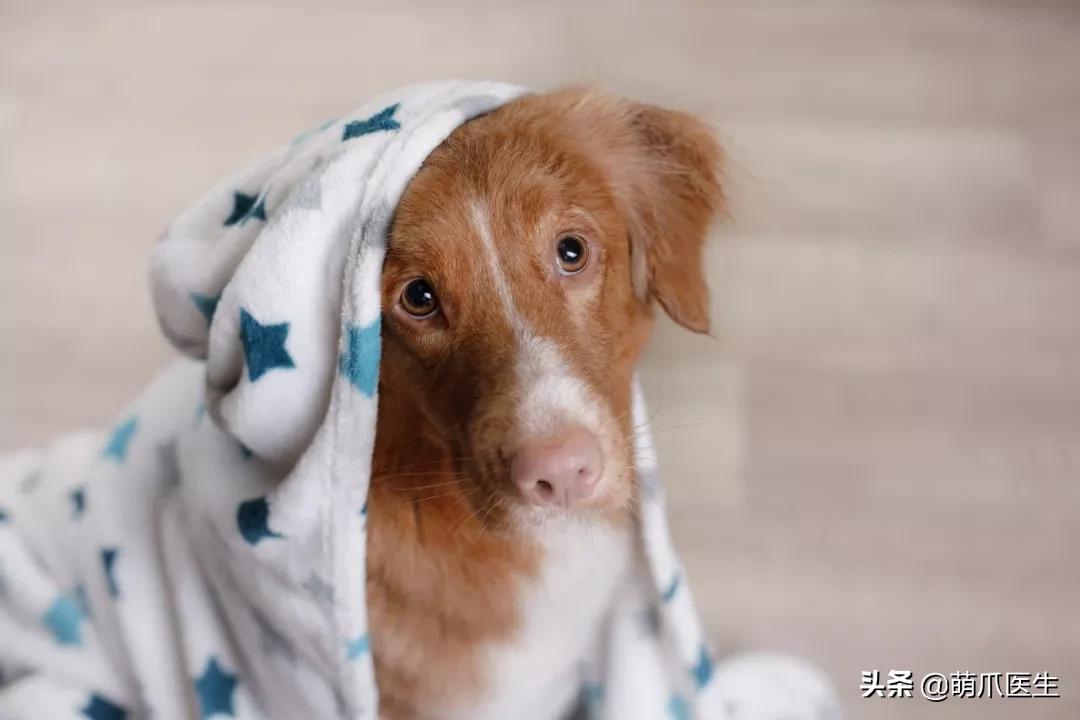 给猫狗清洁耳道切勿用镊子缠棉花捅插，这样做才是正确做法