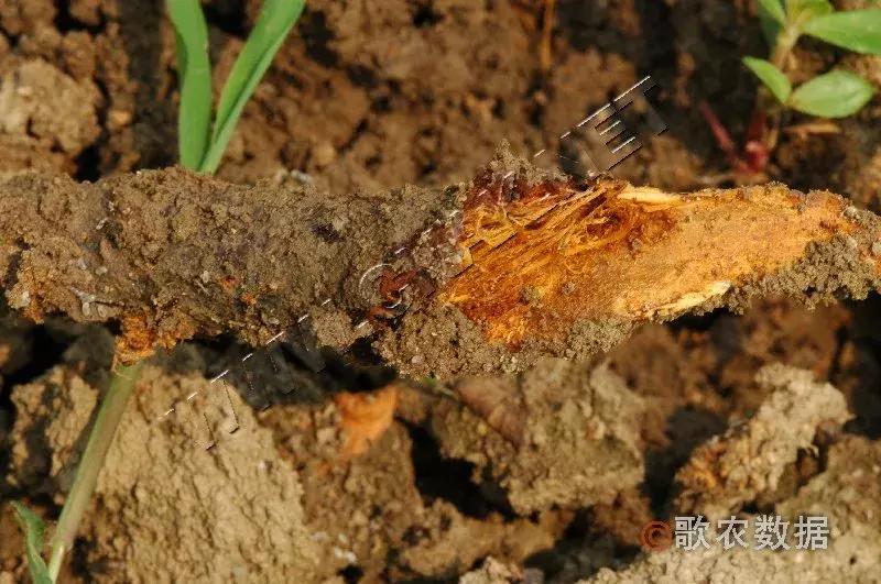几种果树根部病害的症状识别与防治!