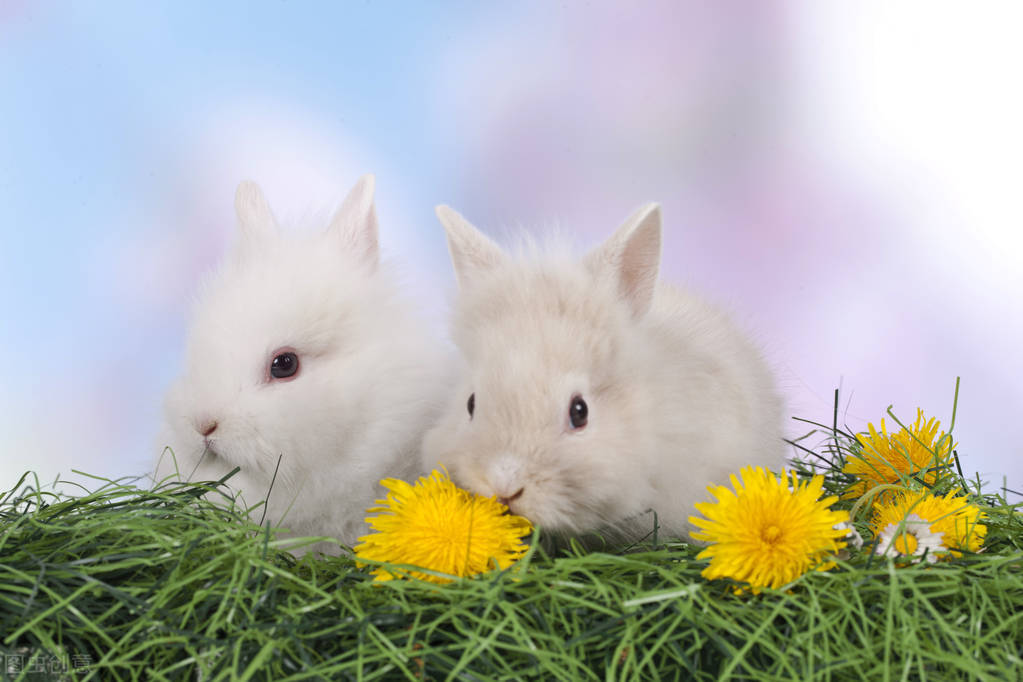 养殖场兔子耳螨怎么治疗,兔子耳螨清理完整版