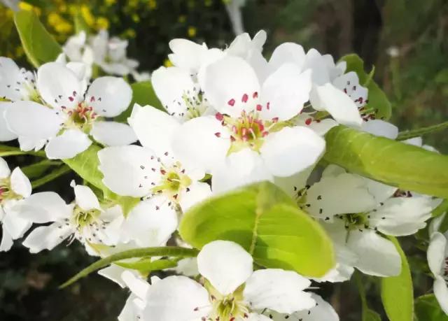 一次性摘各种各样的水果,一次性种很多草莓会怎么样