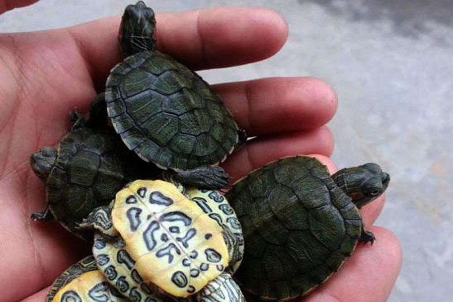 乌龟为啥会断甲,乌龟为什么会断尾