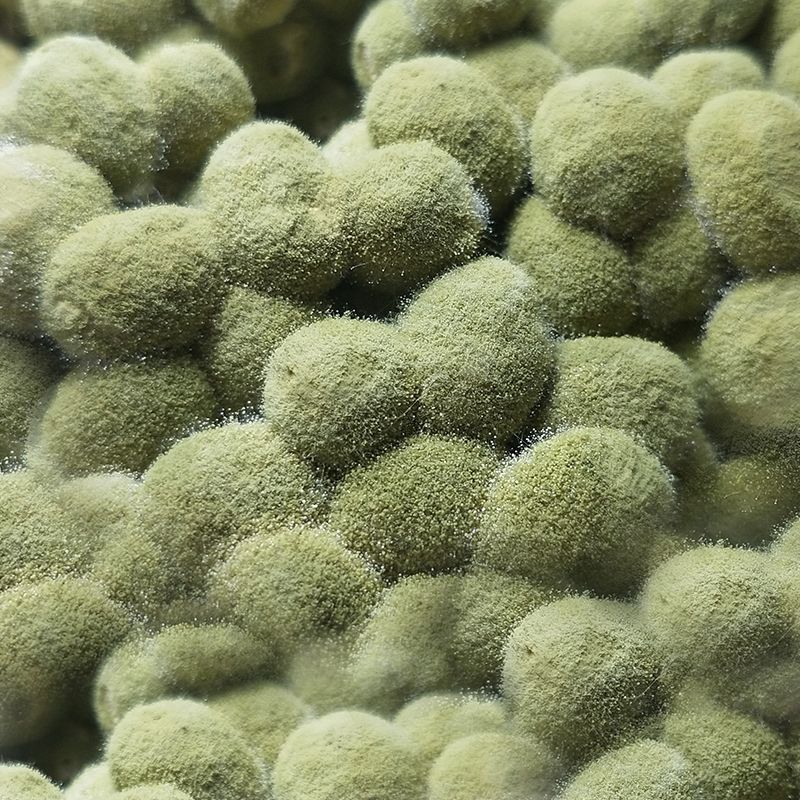 故乡味道：老家人做霉豆子小菜，配什么菜都香，怀念那个味道