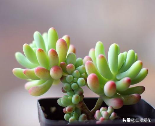 多肉植物虹之玉的外形介绍,虹之玉与乙女心的区别哪个好上色