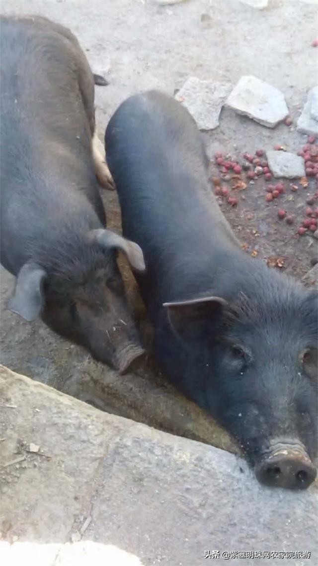 梨木台景林农家院,梨木台景林农家院直播