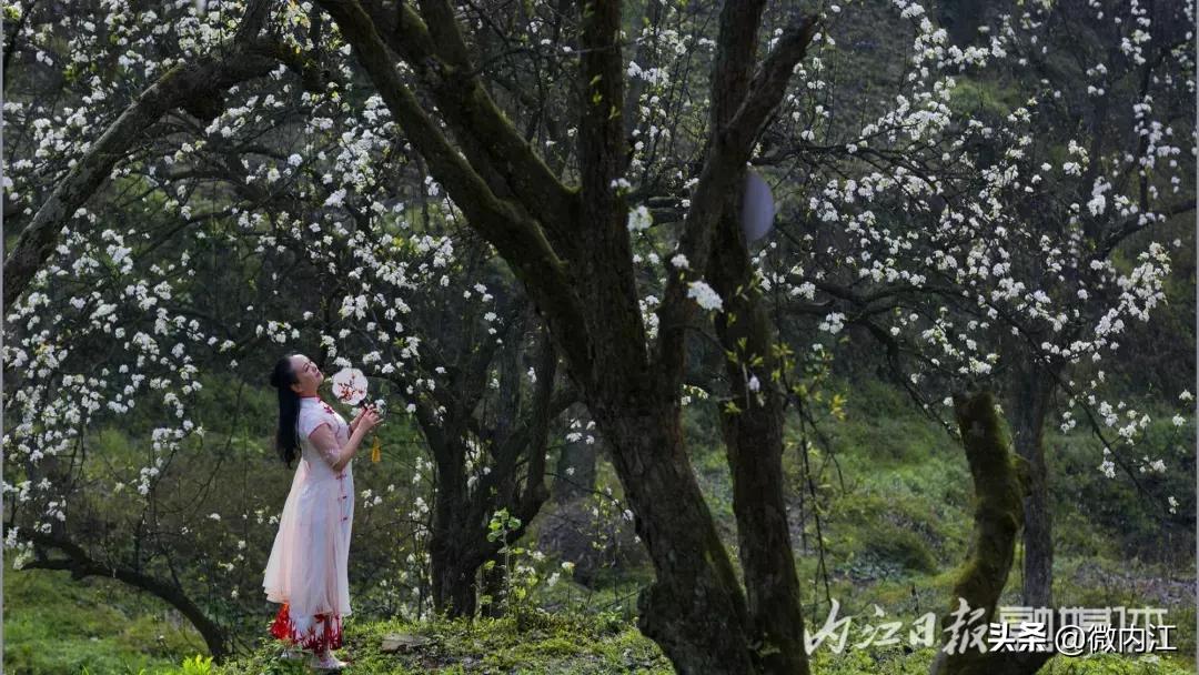 宛若仙境!内江竟还藏了这样一个“世外梨源!