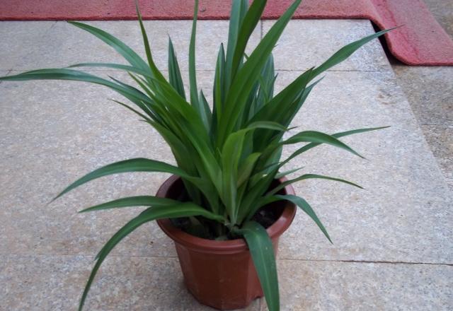 盆栽花里生小飞虫有什么药治飞虫,盆栽飞虫怎么消灭