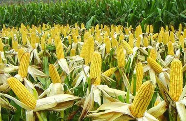 玉米种植的方法与技术,青储玉米的种植方法和技巧