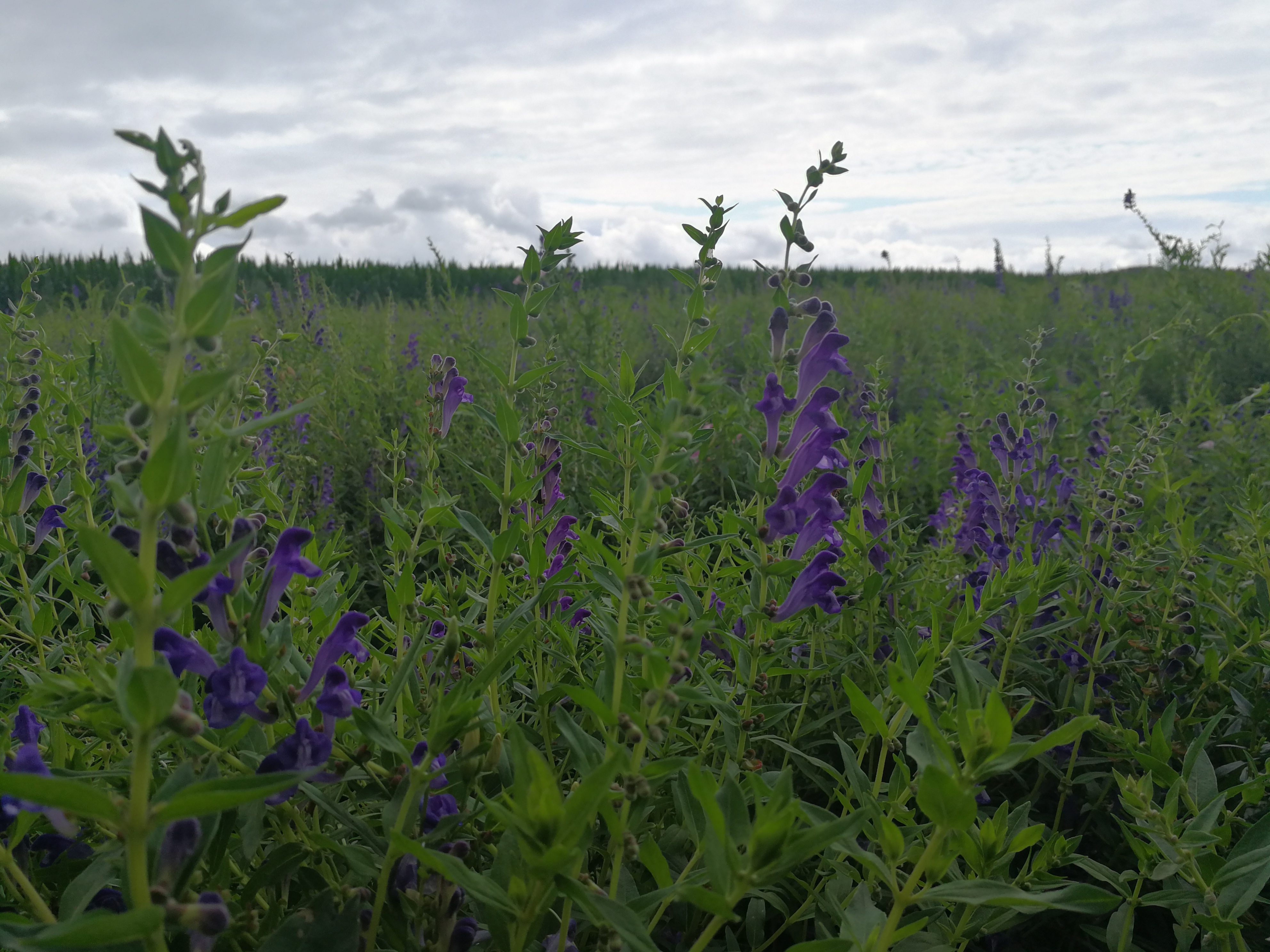 哪里有黄芩种植基地,甘肃黄芩种植基地