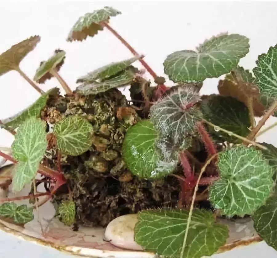 十大吸毒绿植排行榜,室内绿植吸毒王怎么养