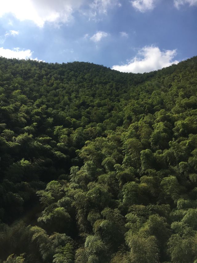 宜兴竹海自然风景图片,清新的竹林风景图片