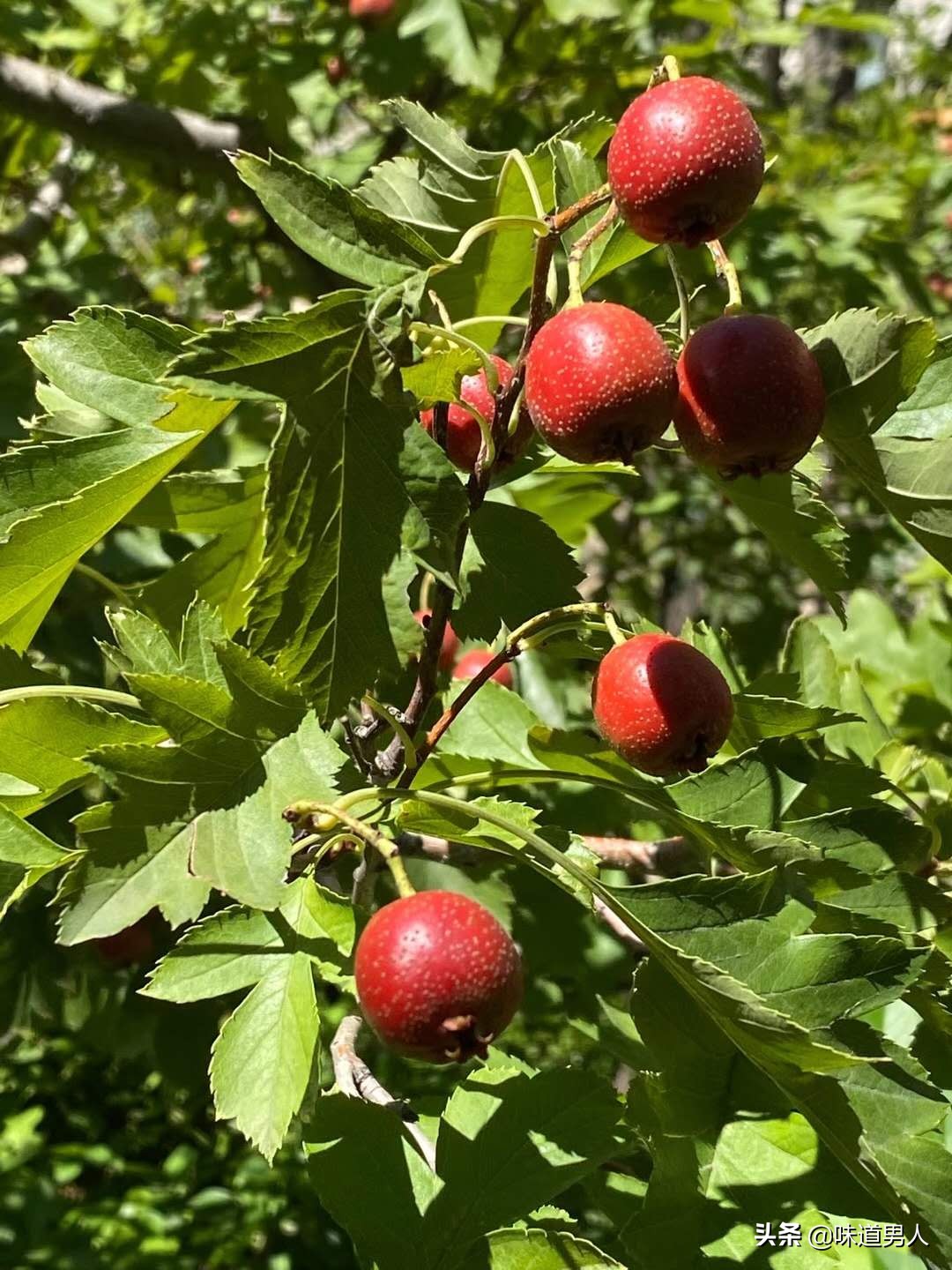 悟空推倒人参果树找不到师傅哭了,悟空是如何复活人参果树的