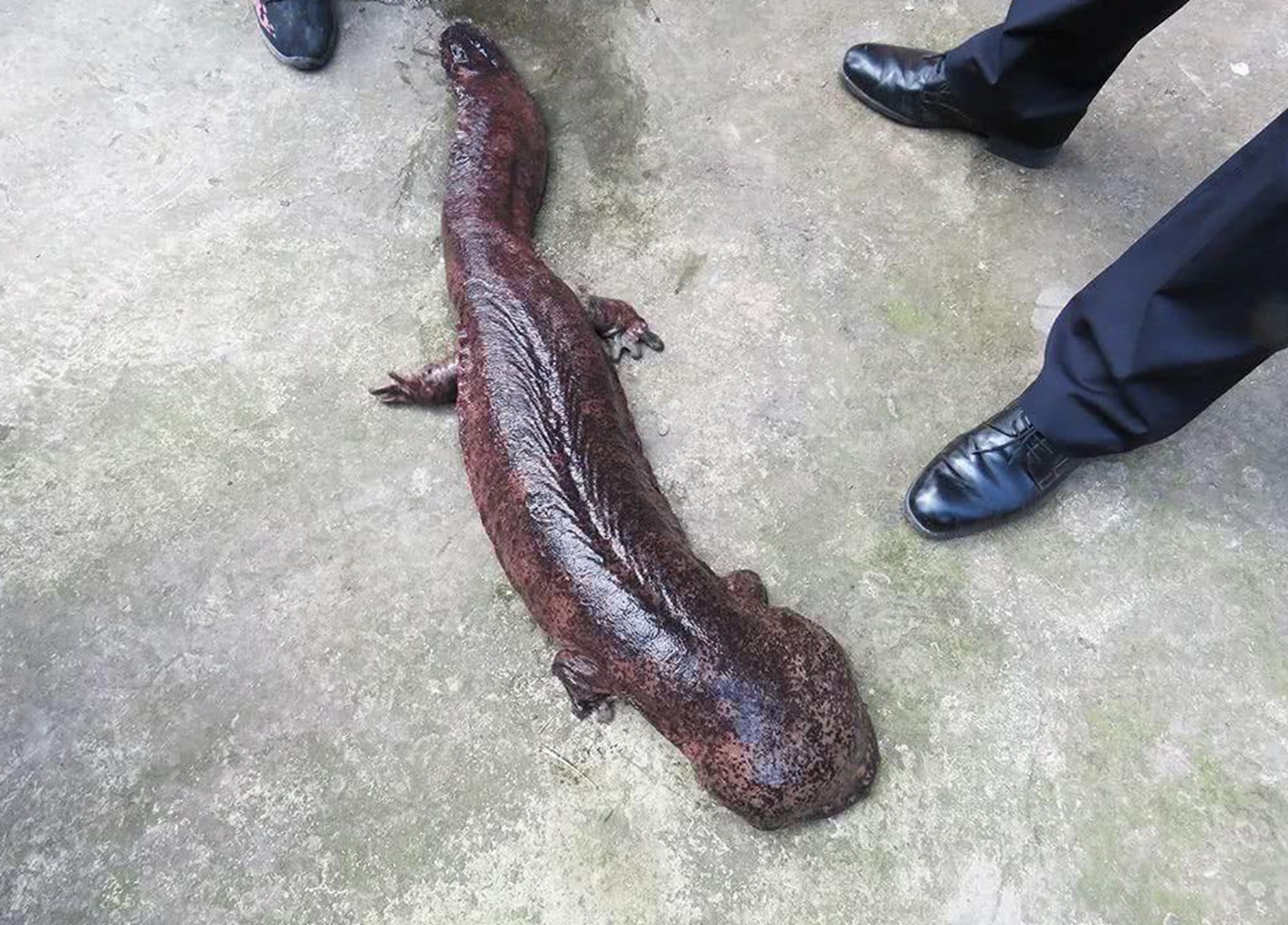 ​又是一条“致负经”，农村大叔被忽悠养娃娃鱼，一夜赔光血汗钱