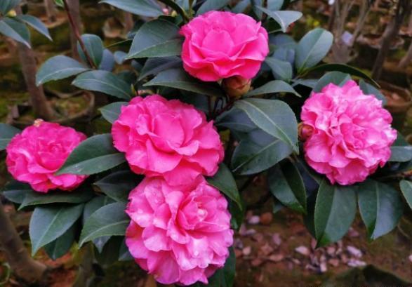 养茶花用什么肥料最好,养茶花施什么营养液对插花最好