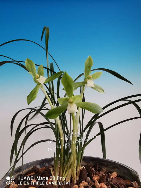 兰花交易形态分析,兰花交易28亿