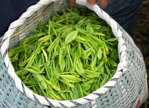 绿茶有青草味是好还是不好,绿茶都有一股青气味吗