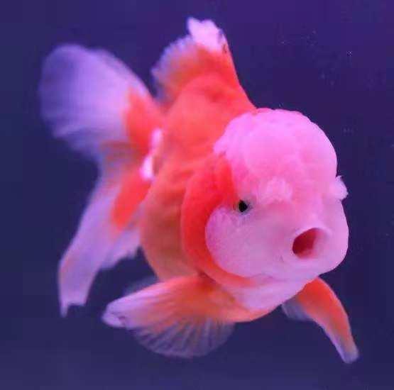 在网上买金鱼推荐,网上购买金鱼