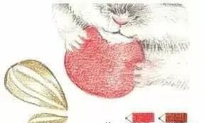 彩铅三只仓鼠图片,小仓鼠彩铅教程