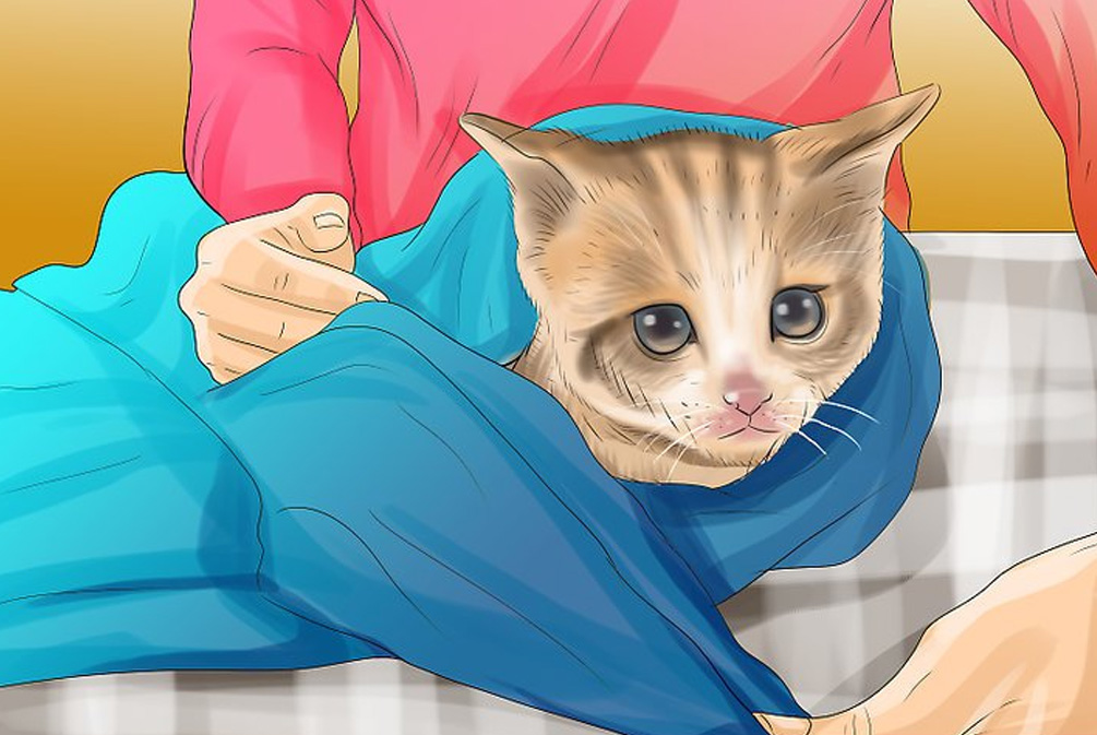 猫咪怎么洗猫爪,猫咪应该怎么护理爪子