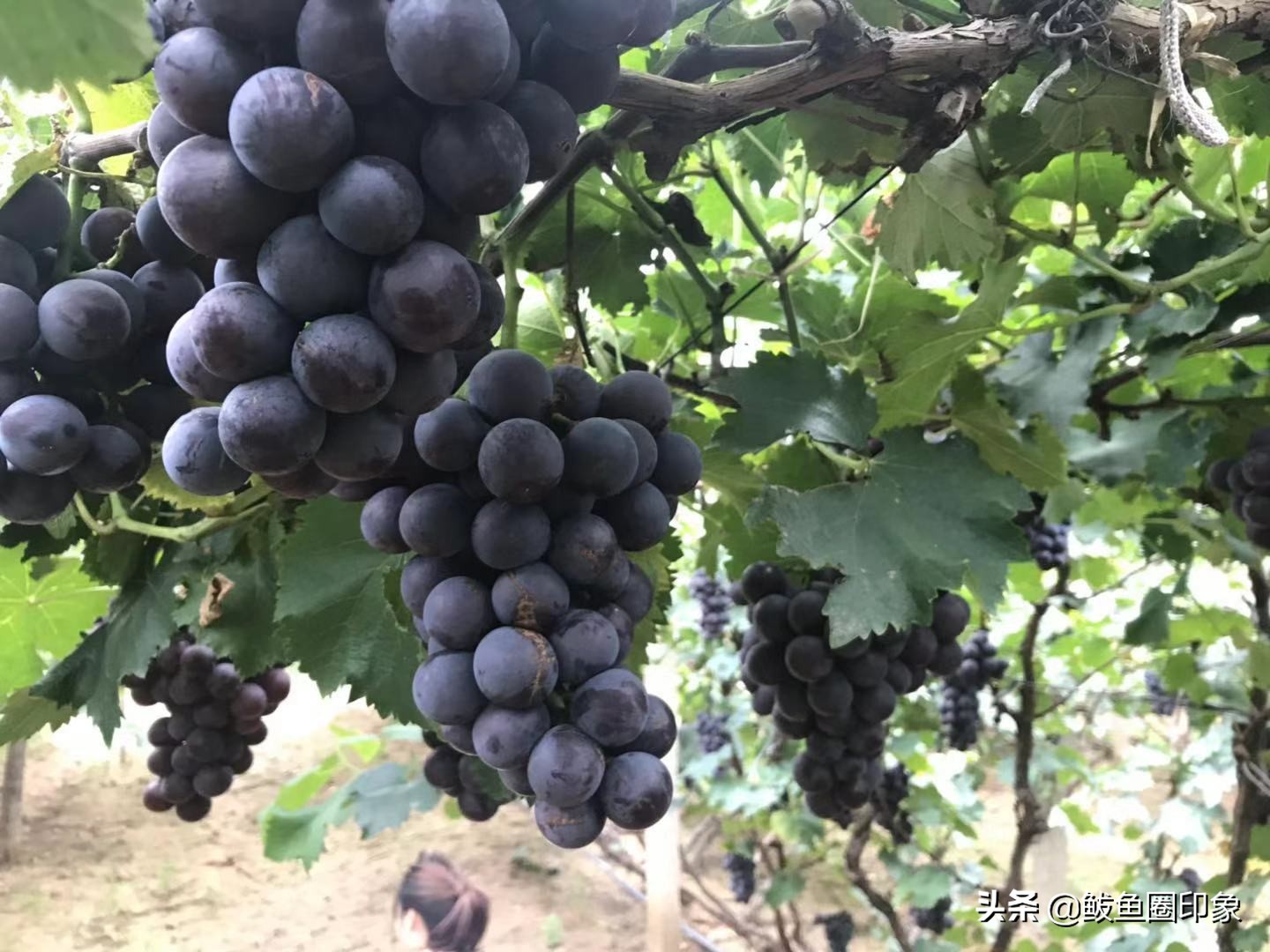 营口鲅鱼圈葡萄种植,鲅鱼圈葡萄热卖