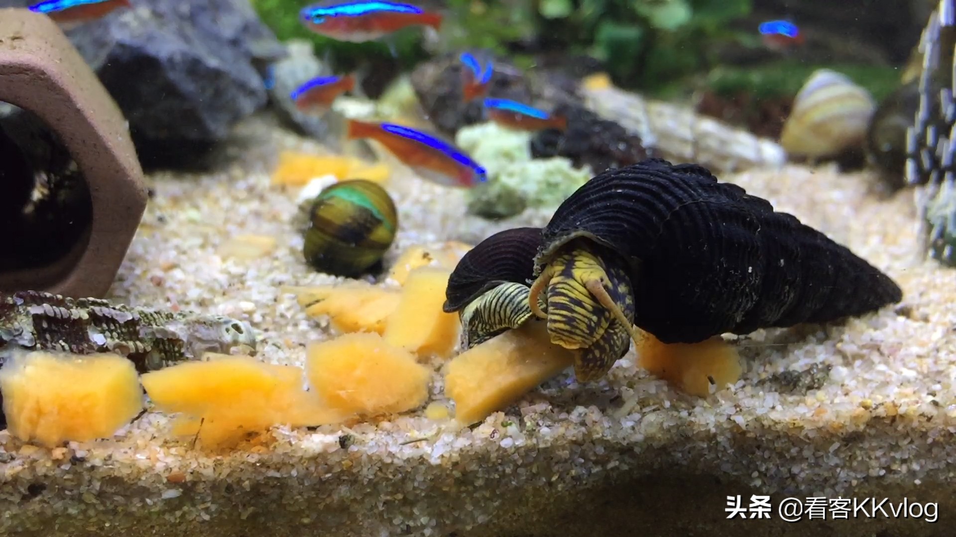 观赏螺除藻排行榜,鱼缸哪种螺除藻最好