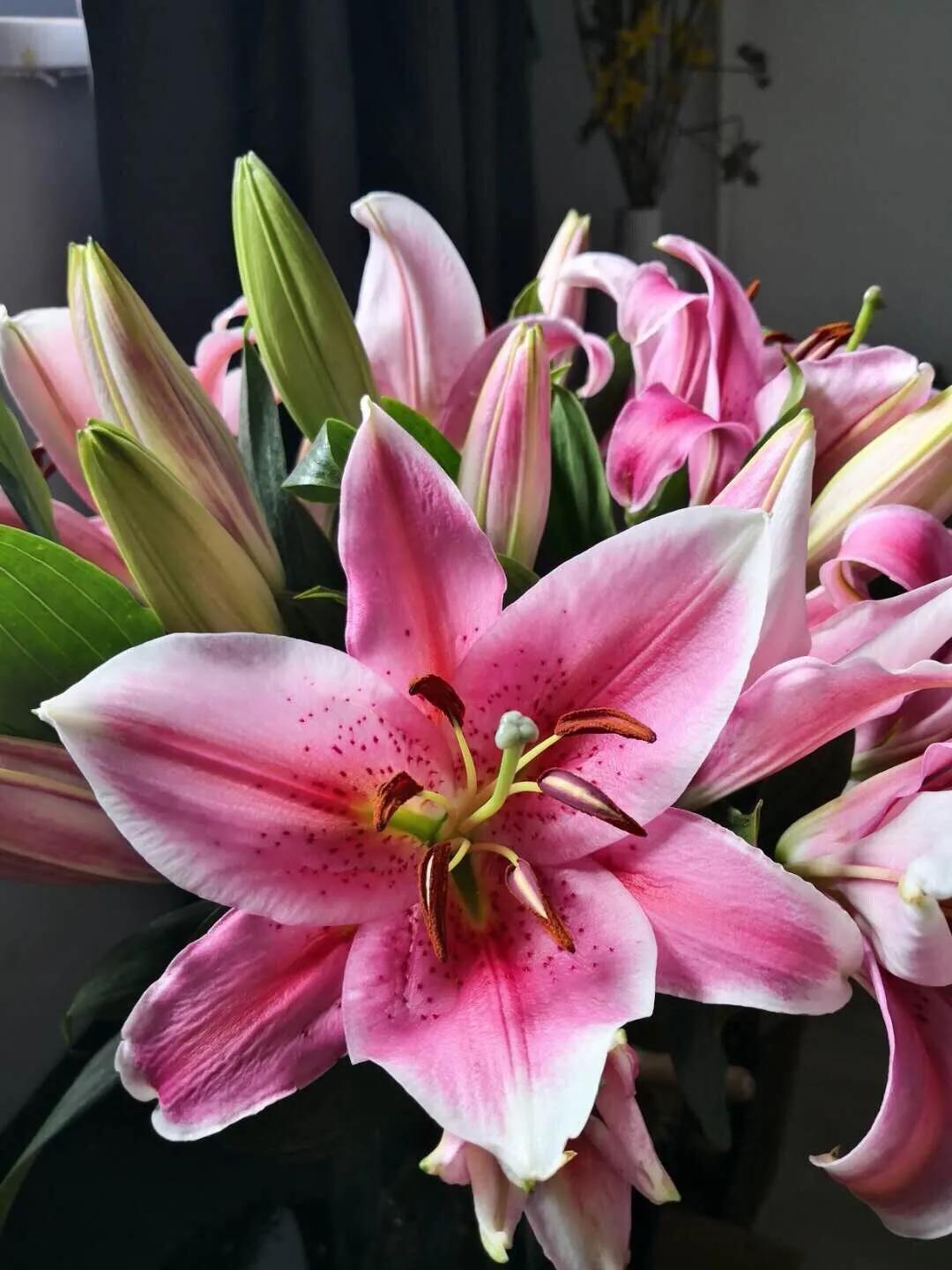 香水百合鲜切花云南鲜花基地,什么颜色的百合最好养活