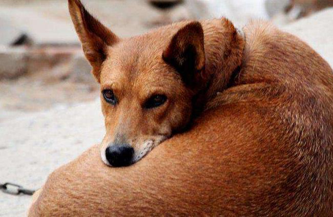 狗狗出现哪6种现象就得了狂犬,夏天狗狗为什么要降温