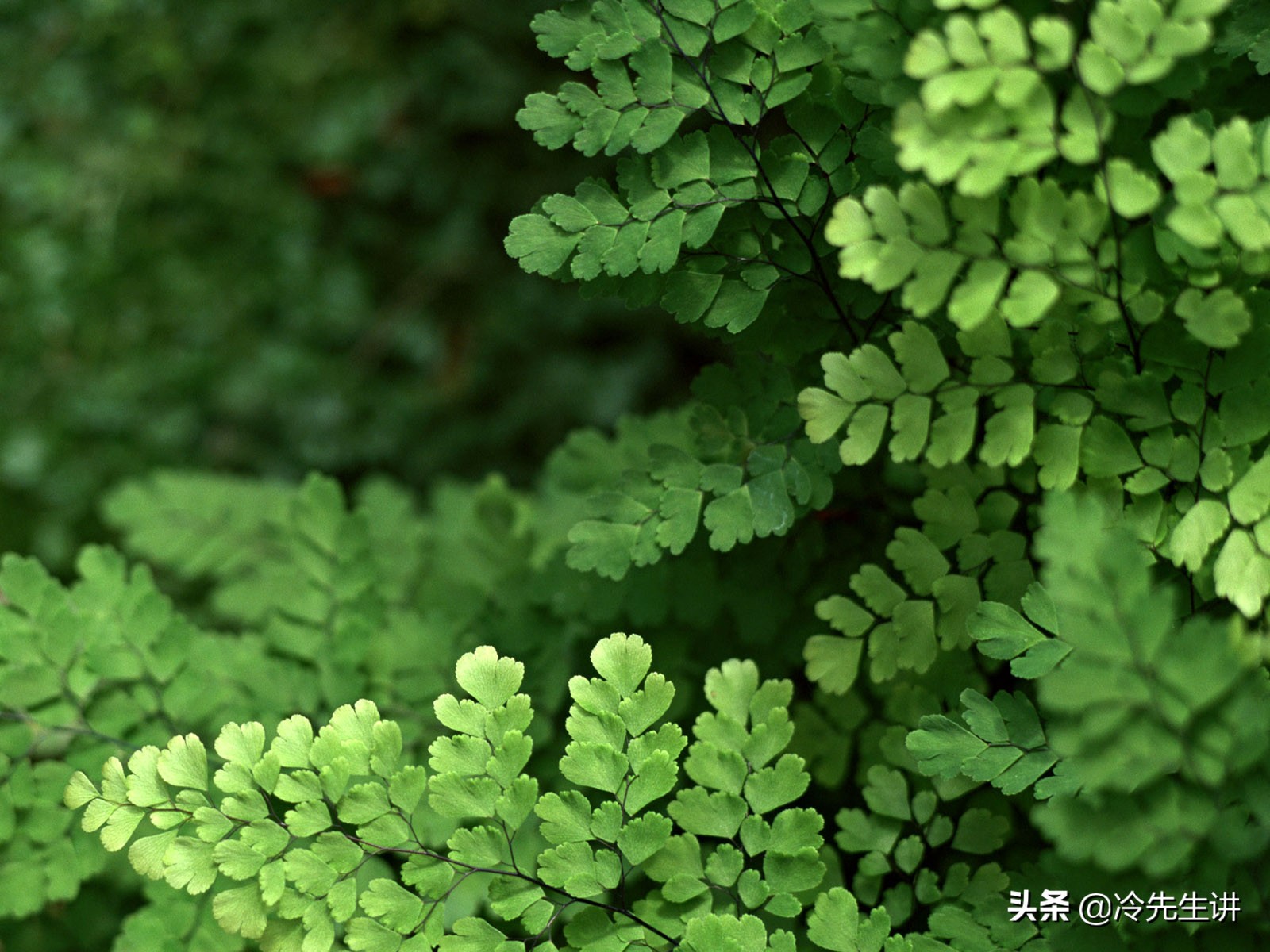 描写植物名称的成语,22个关于植物的成语