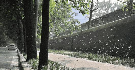 被柳絮困扰,被柳絮搞到崩溃是什么体验