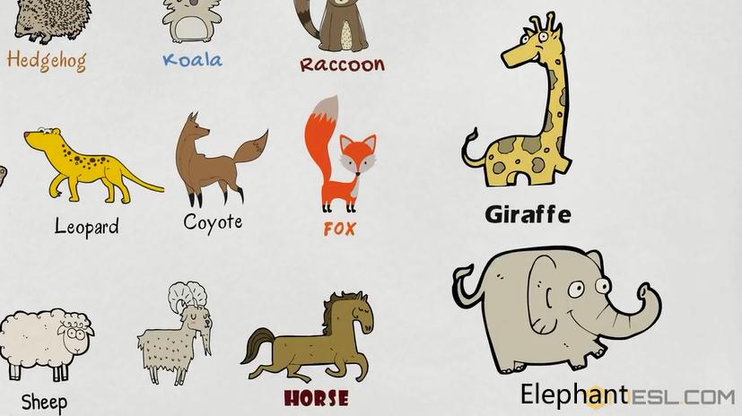 关于动物的英语单词100个带图片,英语常用词汇整理