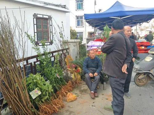 网店卖假苗木,在网上卖假苗木