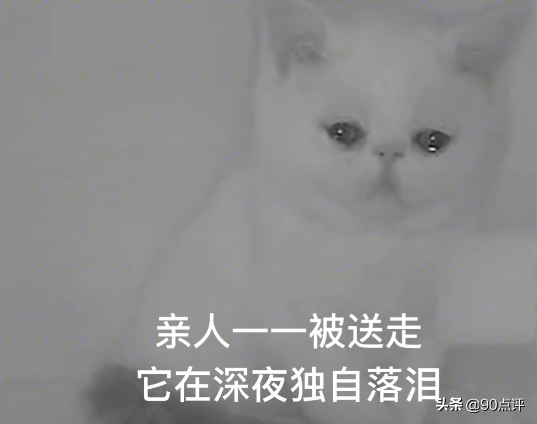 辽宁：小猫的兄弟姐妹被抱走，孤独的它落泪了，网友见之很心疼