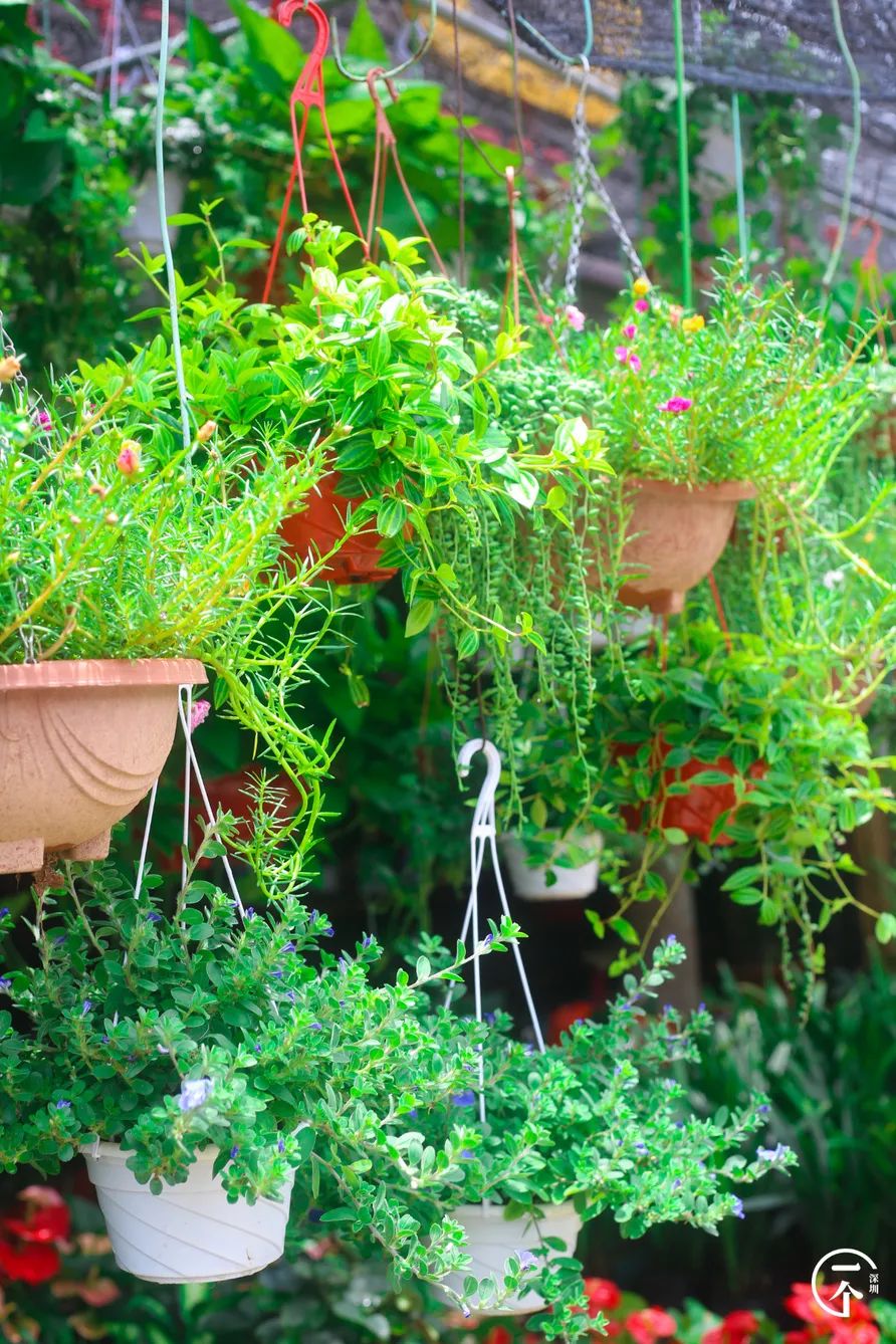 布吉老街粮食大厦房租,布吉下李朗单间房租