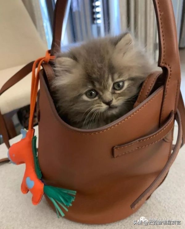 非常好看的宠物包,大家的包都带什么玩偶