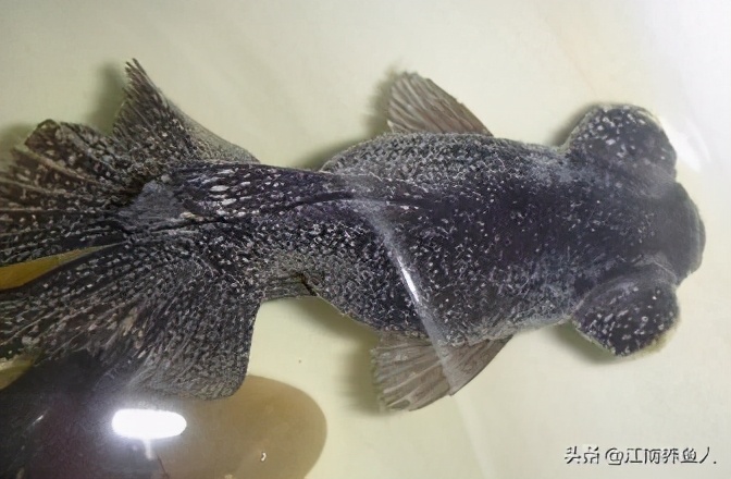 观赏鱼最常见的8种鱼病,大型观赏鱼土霉素治疗鱼病用法