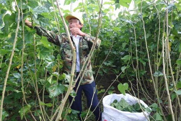 农民养蚕秘方,农户养蚕的方法和步骤图