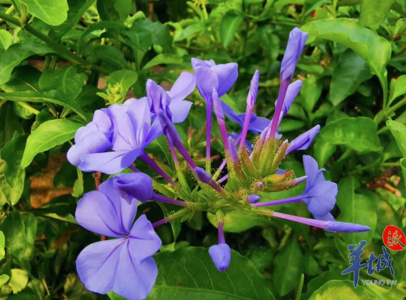 春夏湿热吃什么药祛湿热,湿热小妙方