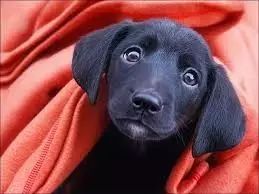 猫狗总是有眼屎,是正常还是生病了?宠物医生教你如何简单判断