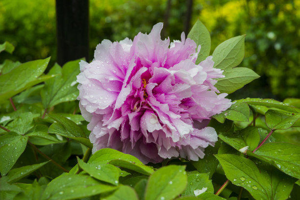 芍药怎样养护才能保持长久,芍药促花小技巧这样养开花更旺盛