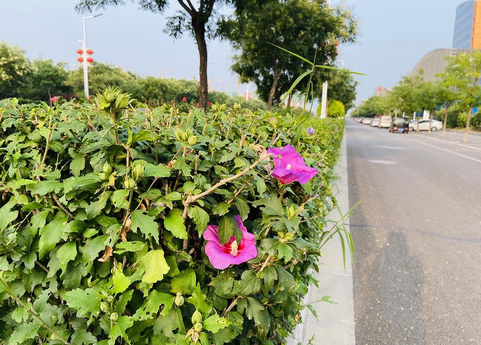 石家庄新规划大项目,石家庄中心城区最新项目