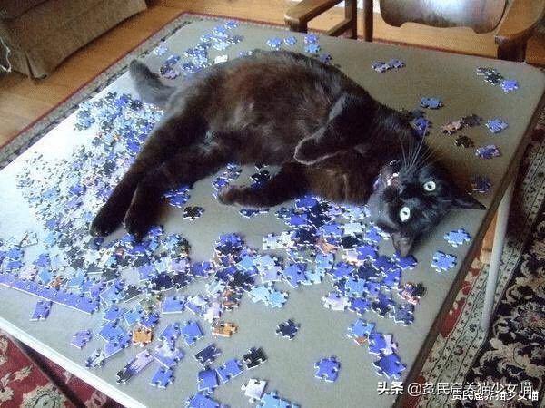 拼图引来喵星人,猫:这些花花绿绿的小方块,我也要玩