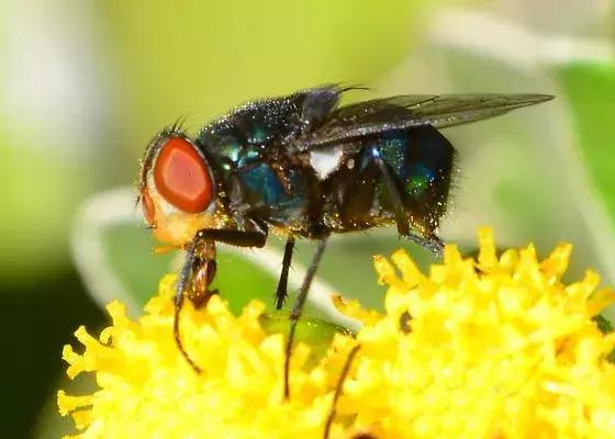 处理厨余垃圾的虫子,可以清理厨余垃圾的虫子