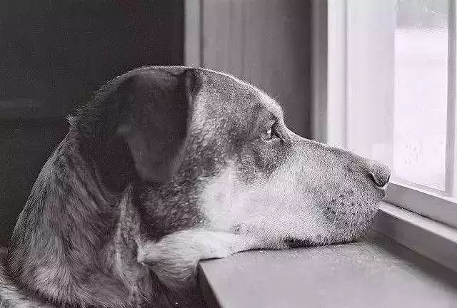 狗狗治愈抑郁症,狗狗能治愈人的抑郁症