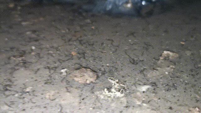 卫生间小虫子蛾蠓怎么来的,卫生间有小虫蛾蚋怎么治