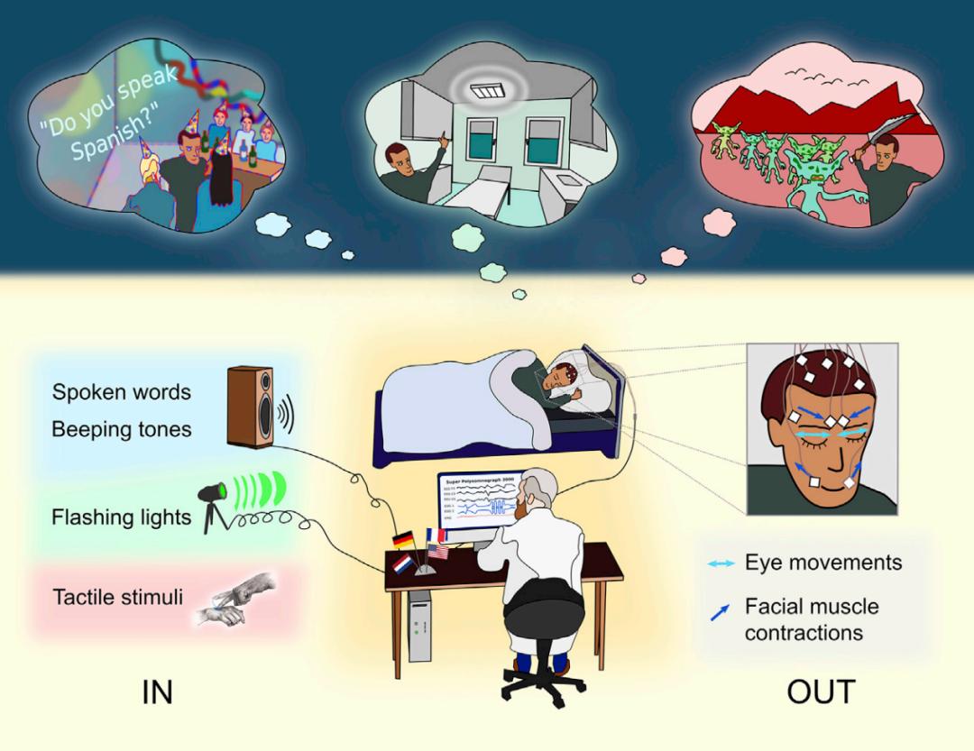 睡着了还能解数学题？研究发现，未来我们也许可以边睡觉边学习